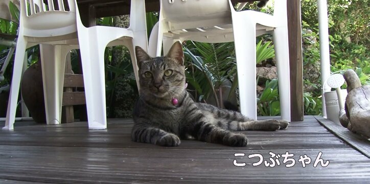 天使さんかな? 沖縄の島々で美猫に遭遇ニャン!「美ら猫」シリーズ連続放送