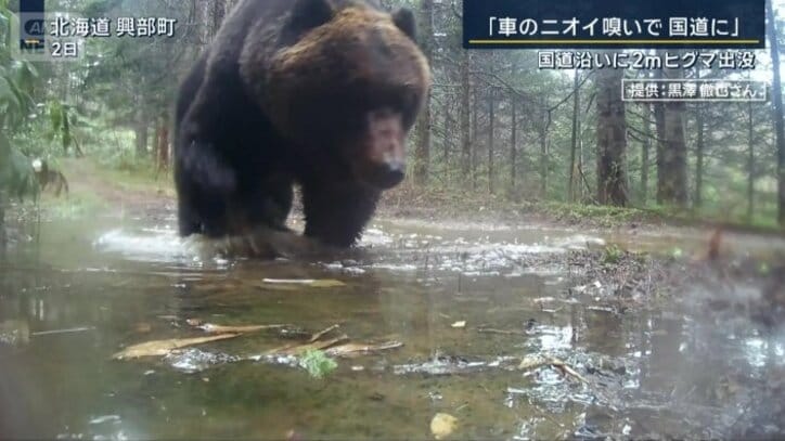 巨大なヒグマ