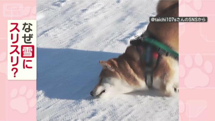 なぜスリスリするの？