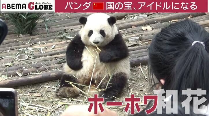 【写真・画像】中国で空前のパンダブーム？“パンダ外交”の意外な歴史とは？記者が解説「年間のレンタル料は約1億5000万円」　1枚目