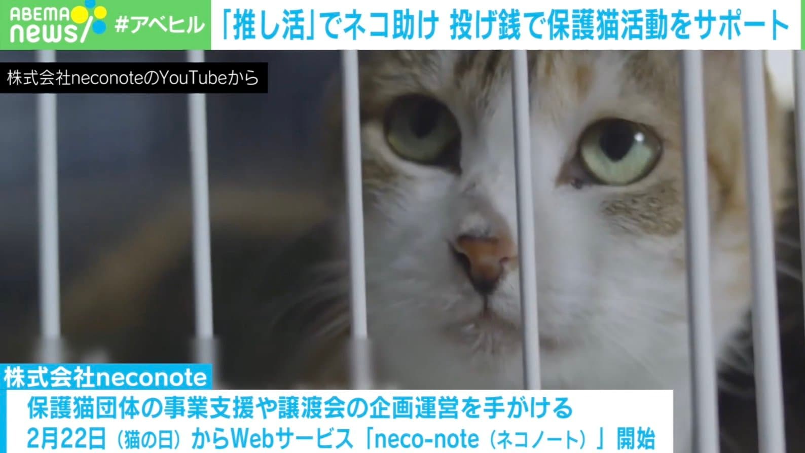 推し活 で猫を救え 保護猫活動支援サービスに込めた思い 殺処分が減っていく連鎖反応が生まれたら 国内 Abema Times