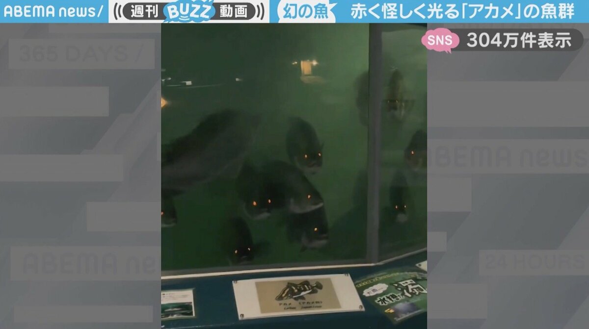 日本三大怪魚」幻の魚“アカメ”の魚群に「映画のワンシーンみたい