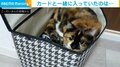 思わぬところでくつろぐ猫 飼い主を待ち受けていたまさかの“悲劇”