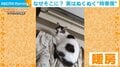 猫の特等席は“エアコンの真下”? 不安定な場所でぬくぬくする姿が話題