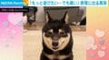 「もっと遊びたい…でも」眠気の限界突破→“ニコニコ寝顔”の黒柴 葛藤の末に見せた表情に癒やされる