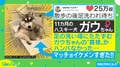 貫禄がすごいハスキー犬に反響殺到「ドヤ顔もまた可愛い」「おっさんの風格が出てる!」