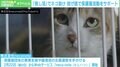 “推し活”で猫を救え!保護猫活動支援サービスに込めた思い「殺処分が減っていく連鎖反応が生まれたら」