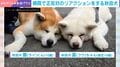 病院で“ガクブルな秋田犬”と“くつろぐ秋田犬”正反対のリアクションに「絵に描いたようなガクブル」「ジャーキー買って応援します」の声
