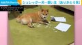 床にはボロボロになった紙が...“シュレッダーする”柴犬に飼い主「早く読まなきゃダメだと教えてくれた」