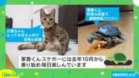 【映像】猫を追いかける亀の想像を超える“高速移動”