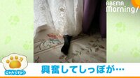 上機嫌な猫がしっぽを“ブンブン” カーテンからチラ見えする姿が話題