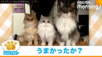 【映像】飼い主を見つめる3匹の猫の“恨み顔”