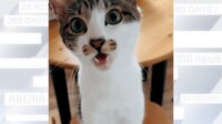 【映像】「遊ぶ？」の一言でテンションMAXになる猫