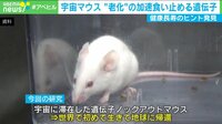 宇宙マウス研究で“長寿のヒント”発見