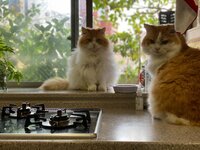 キャシー中島『地震はいつ来るかわからない』