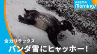 パンダが雪の斜面を独り占め