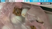 食用の卵が1週間で続々と孵化 追跡取材で驚きの展開に「無限増殖状態」と反響