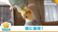【映像】インコがインコに衝突!? “衝撃的”な瞬間