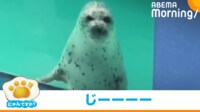 【映像】「えっ、なんですか!?」 アザラシが飼育員をロックオン!