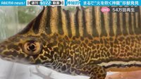 【映像】僻地で発見された神秘的な珍獣