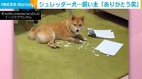 床にはボロボロになった紙が...“シュレッダーする”柴犬に飼い主「早く読まなきゃダメだと教えてくれた」