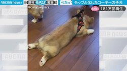 “ペタン”と床に張り付いて離れない子犬 モップと化した姿に「経済的」と反響