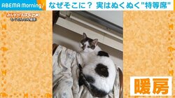 猫の特等席は“エアコンの真下”? 不安定な場所でぬくぬくする姿が話題