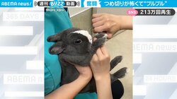 恐怖のあまりブルブルが止まらない… 爪切りに必死に耐えるウサギの様子にほっこり