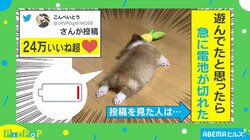 遊んでいる途中で“電池切れ”になったイヌが話題 投稿者「普段から急にパタリと眠る」