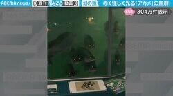 「日本三大怪魚」幻の魚“アカメ”の魚群に「映画のワンシーンみたい…」「水中で遭遇したらビビる」と驚愕