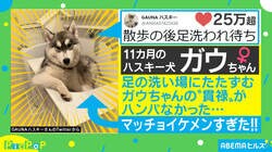 貫禄がすごいハスキー犬に反響殺到「ドヤ顔もまた可愛い」「おっさんの風格が出てる！」