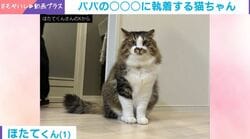 飼い主のすね毛に異常執着する猫→春から続く謎の行動に「自分も毛だらけのくせに〜」「すね毛狩り隊」の声