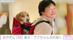 ANZEN漫才みやぞん、13歳の愛犬・ラブちゃんが天国へ「夜になるとしこたま涙が出る」