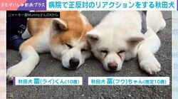 病院で“ガクブルな秋田犬”と“くつろぐ秋田犬”正反対のリアクションに「絵に描いたようなガクブル」「ジャーキー買って応援します」の声