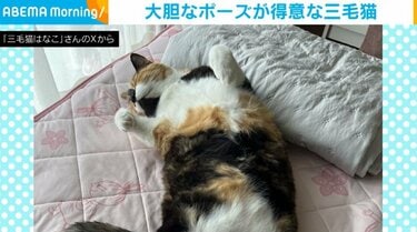 大胆すぎる」“大股開き”で眠る三毛猫の姿に「とっても気持ち良