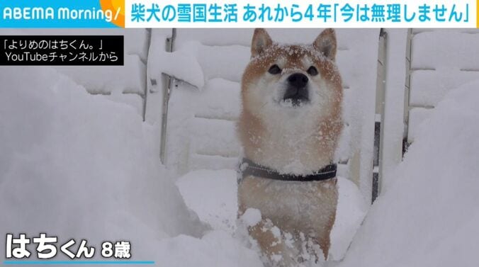 柴犬のハチくん