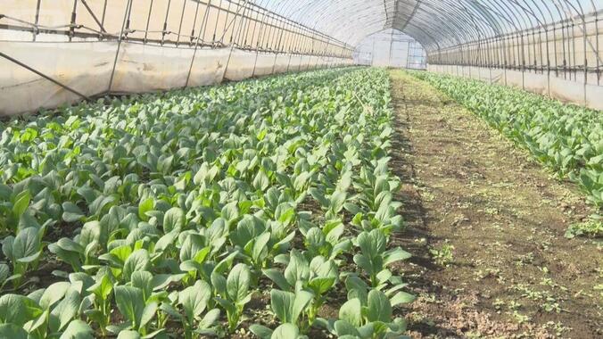 イラン情勢に農家苦悩　野菜5％値上げを検討　停戦合意も「楽観できない」 1枚目