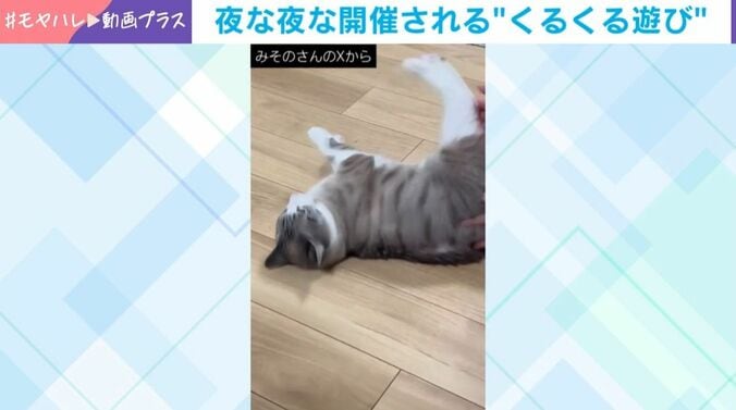 猫がハマる“くるくる”遊び
