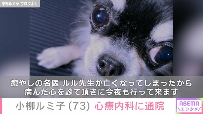 愛犬ルルの生前の写真