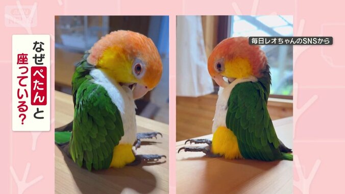 なぜぺたんと座ってる？