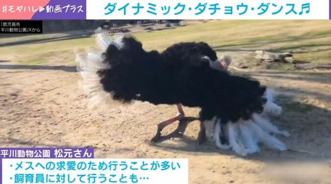 ダチョウ
