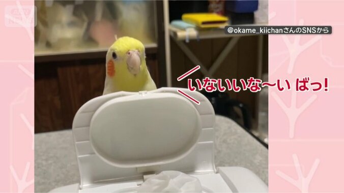 ばっ！
