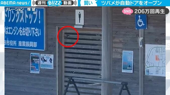 「人間が出てくるのかな」 公衆トイレにセンサーに近寄り、何度も自由に出入り… 自動ドアの仕組みを理解して使いこなしていた“ツバメの知能” 1枚目