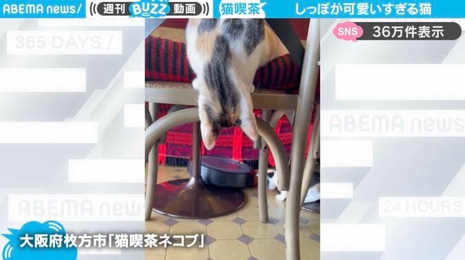 猫喫茶ネコブの様子