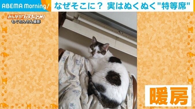 猫の特等席は“エアコンの真下”? 不安定な場所でぬくぬくする姿が話題 1枚目