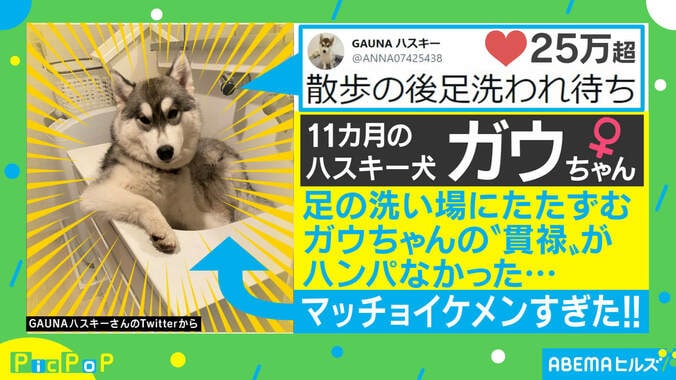 貫禄がすごいハスキー犬に反響殺到「ドヤ顔もまた可愛い」「おっさんの風格が出てる！」 1枚目