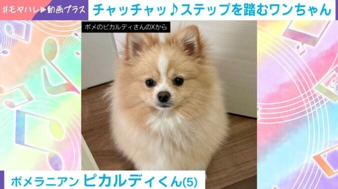 ポメラニアンのピカルディくん（5歳）