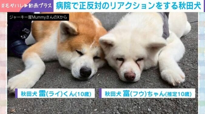 フウちゃんとライくん