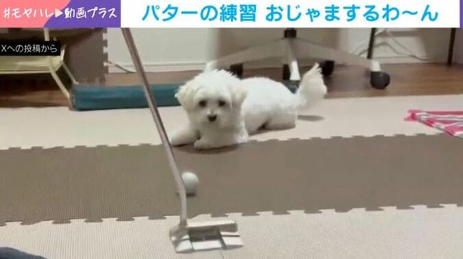 むぎちゃん