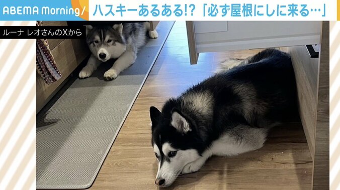 シベリアンハスキーのルーナちゃんとレオくん